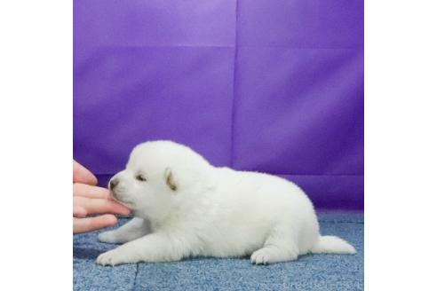 成約済の愛知県の柴犬-371838の2枚目